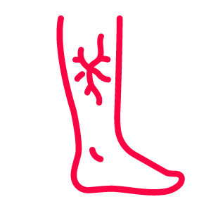 leg vein icon