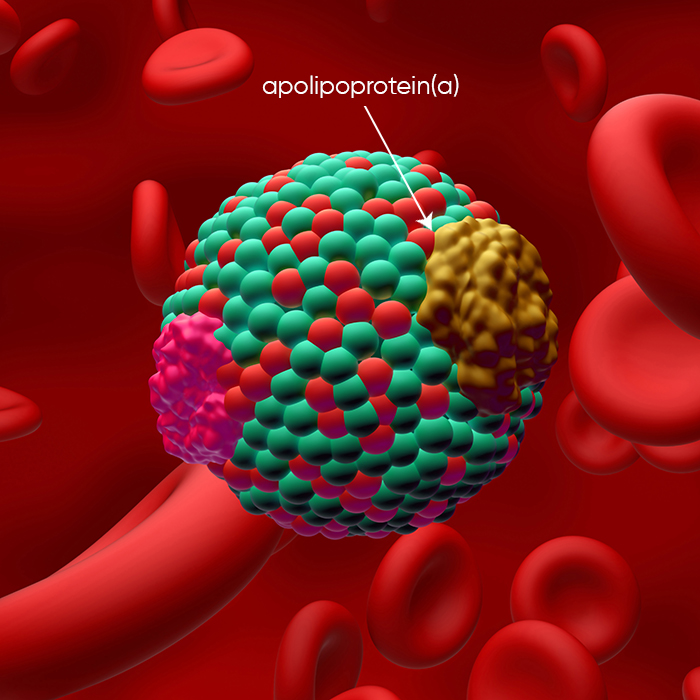 Lipoprotein apolipoprotein(a) diagram