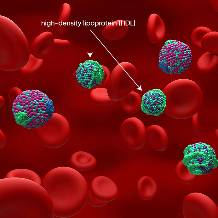 High-density lipoprotein (HDL) diagram