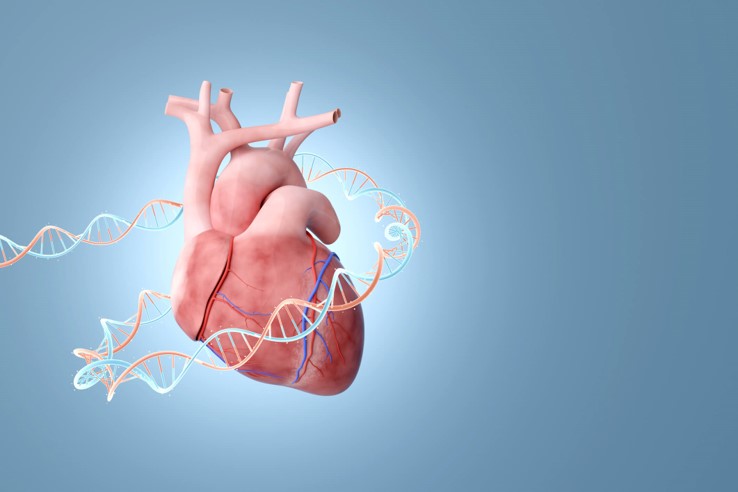 3D human heart with DNA helix illustrating genetic risk for cardiovascular disease